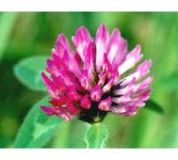 Red Clover Flower Essence 30ml Dosage Prepared from FES Stock Essences