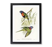 Red Collared Lorikeet Birds By Elizabeth Gould Vintage Framed Wall Art Print, Ready to Hang Picture for Living Room Bedroom Home Office Décor, Black A2 (64 x 46 cm)