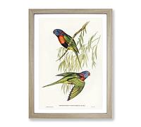 Red Collared Lorikeet Birds By Elizabeth Gould Vintage Framed Wall Art Print, Ready to Hang Picture for Living Room Bedroom Home Office Décor, Oak A4 (34 x 25 cm)