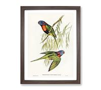 Red Collared Lorikeet Birds By Elizabeth Gould Vintage Framed Wall Art Print, Ready to Hang Picture for Living Room Bedroom Home Office Décor, Walnut A3 (34 x 46 cm)
