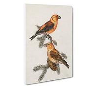 Red Crossbill Birds by Von Wright Canvas Print | Gallery Wrapped 30mm Frame Wall Art | 30x20 inches | Ready to Hang | Modern Still Life Picture | Living Room Bedroom Lounge Office