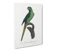 Red Crowned Parakeet By F. Levaillant Vintage Canvas Wall Art Print Ready to Hang, Framed Picture for Living Room Bedroom Home Office Décor, 20x14 Inch (50x35 cm)
