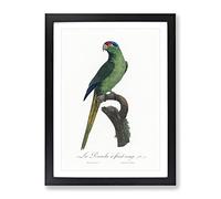 Red Crowned Parakeet By F. Levaillant Vintage Framed Wall Art Print, Ready to Hang Picture for Living Room Bedroom Home Office Décor, Black A4 (34 x 25 cm)