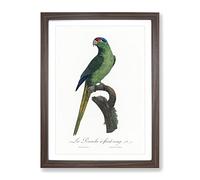 Red Crowned Parakeet By F. Levaillant Vintage Framed Wall Art Print, Ready to Hang Picture for Living Room Bedroom Home Office Décor, Walnut A3 (34 x 46 cm)