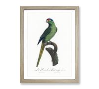 Red Crowned Parakeet By F. Levaillant Vintage Framed Wall Art Print, Ready to Hang Picture for Living Room Bedroom Home Office Décor, Oak A2 (64 x 46 cm)