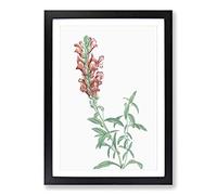 Red Dragon Flowers by Pierre-Joseph Redoute Framed Print | A2 Black Framed Wall Art | Ready to Hang | Modern Floral Picture | Living Room Bedroom Lounge Office