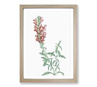 Red Dragon Flowers by Pierre-Joseph Redoute Framed Print | A2 Oak Framed Wall Art | Ready to Hang | Modern Floral Picture | Living Room Bedroom Lounge Office