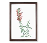 Red Dragon Flowers by Pierre-Joseph Redoute Framed Print | A2 Walnut Framed Wall Art | Ready to Hang | Modern Floral Picture | Living Room Bedroom Lounge Office