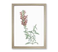 Red Dragon Flowers By Pierre Joseph Redoute Vintage Framed Print | A2 Oak Framed Wall Art | Ready to Hang | Classic Floral Picture | Living Room Bedroom Lounge Office