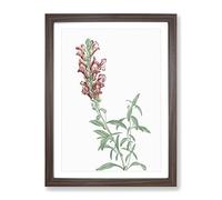 Red Dragon Flowers By Pierre Joseph Redoute Vintage Framed Print | A3 Walnut Framed Wall Art | Ready to Hang | Classic Floral Picture | Living Room Bedroom Lounge Office
