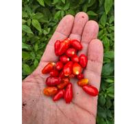 Red Dragon Seeds LTD Ata Ijosi Chilli Seeds For Growing Hot Peppers