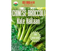Red Dragon Seeds LTD Chinese Broccoli Seeds (Kale Kailaan / Gai Lan) For Nutritious Leaf Harvests