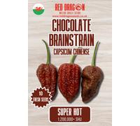 Red Dragon Seeds LTD Chocolate Brainstrain Chilli Seeds For Growing Hot Peppers