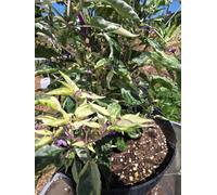 Red Dragon Seeds LTD Dreamcatcher Dwarf X Buena Mulato F5 Chilli Seeds For Growing Hot Peppers