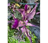 Red Dragon Seeds LTD Dreamcatcher Dwarf X Maya X Yellow Calypso Orange F6 For Home Garden Growing