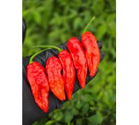 Red Dragon Seeds LTD Embassy Naga Chilli Seeds For Growing Hot Peppers