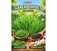 Red Dragon Seeds LTD Garlic Chives Seeds For Home Garden Growing