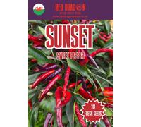 Red Dragon Seeds LTD Sunset Sweet Pepper Seeds For Home Garden Growing