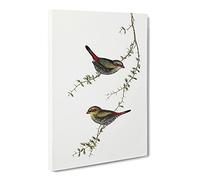 Red Eared Finche Birds By Elizabeth Gould Vintage Canvas Wall Art Print Ready to Hang, Framed Picture for Living Room Bedroom Home Office Décor, 20x14 Inch (50x35 cm)