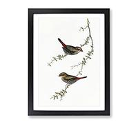 Red Eared Finche Birds By Elizabeth Gould Vintage Framed Print | A4 Black Framed Wall Art | Ready to Hang | Classic Nature Picture | Living Room Bedroom Lounge Office