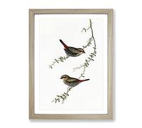 Red Eared Finche Birds By Elizabeth Gould Vintage Framed Wall Art Print, Ready to Hang Picture for Living Room Bedroom Home Office Décor, Oak A4 (34 x 25 cm)