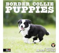 RED EMBER Border Collie Puppies 2026 Wall Calendar 12 Month | 12" x 24" Open | Thick & Sturdy Paper | Giftable | Calendar 2026