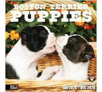 RED EMBER Boston Terrier Puppies 2026 Wall Calendar 12 Month | 12" x 24" Open | Thick & Sturdy Paper | Giftable | Calendar 2026