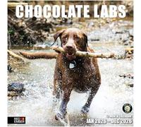 RED EMBER Chocolate Labs 2026 Wall Calendar 12 Month | 12" x 24" Open | Thick & Sturdy Paper | Giftable | Calendar 2026