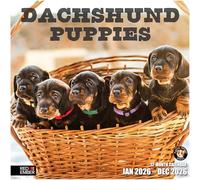 RED EMBER Dachshund Puppies 2026 Wall Calendar 12 Month | 12" x 24" Open | Thick & Sturdy Paper | Giftable | Calendar 2026