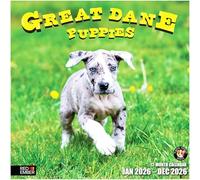 RED EMBER Great Dane Puppies 2026 Wall Calendar 12 Month | 12" x 24" Open | Thick & Sturdy Paper | Giftable | Calendar 2026