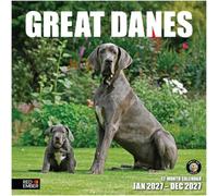 RED EMBER Great Danes 2027 Wall Calendar 12 Month | 12" x 24" Open | Thick & Sturdy Paper | Cute Puppy Dog Calendar 2027
