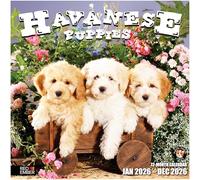 RED EMBER Havanese Puppies 2026 Wall Calendar 12 Month | 12" x 24" Open | Thick & Sturdy Paper | Giftable | Calendar 2026