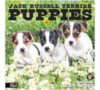 RED EMBER Jack Russell Terrier Puppies 2026 Wall Calendar 12 Month | 12" x 24" Open | Thick & Sturdy Paper | Giftable | Calendar 2026