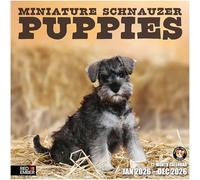 RED EMBER Miniature Schnauzer Puppies 2026 Wall Calendar 12 Month | 12" x 24" Open | Thick & Sturdy Paper | Giftable | Calendar 2026