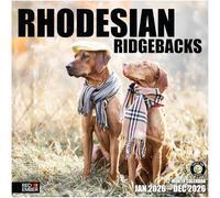 RED EMBER Rhodesian Ridgebacks 2026 Wall Calendar 12 Month | 12" x 24" Open | Thick & Sturdy Paper | Giftable | Calendar 2026