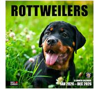 RED EMBER Rottweilers 2026 Wall Calendar 12 Month | 12" x 24" Open | Thick & Sturdy Paper | Giftable | Calendar 2026