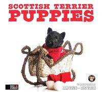 RED EMBER Scottish Terrier Puppies 2026 Wall Calendar 12 Month | 12" x 24" Open | Thick & Sturdy Paper | Giftable | Calendar 2026