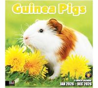 RED EMBER Select - Guinea Pigs 2026 Wall Calendar 12 Month | 12" x 24" Open | Thick & Sturdy Paper | Giftable | Calendar 2026