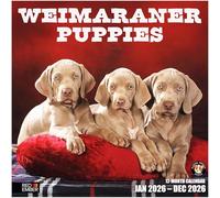 RED EMBER Weimaraner Puppies 2026 Wall Calendar 12 Month | 12" x 24" Open | Thick & Sturdy Paper | Giftable | Calendar 2026