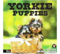 RED EMBER Yorkie Puppies Yorkshire Terriers 2026 Wall Calendar 12 Month | 12" x 24" Open | Thick & Sturdy Paper | Giftable | Calendar 2026