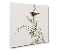 Red eyebrowed Finch Birds by Elizabeth Gould Canvas Print | Gallery Wrapped 30mm Frame Wall Art | 20x20 inches | Ready to Hang | Retro Bird Picture | Living Room Bedroom Lounge Office