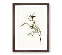 Red-eyebrowed Finch Birds by Elizabeth Gould Framed Print | A2 Walnut Framed Wall Art | Ready to Hang | Modern Nature Picture | Living Room Bedroom Lounge Office