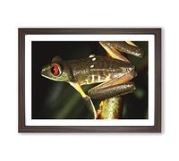Red Eyed Leaf Frog Framed Print | A2 Walnut Framed Wall Art | Ready to Hang | Modern Floral Picture | Living Room Bedroom Lounge Office