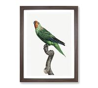Red Faced Parrot By F. Levaillant Vintage Framed Wall Art Print, Ready to Hang Picture for Living Room Bedroom Home Office Décor, Walnut A2 (64 x 46 cm)