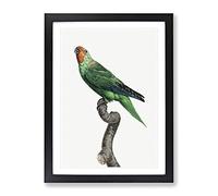 Red Faced Parrot By F. Levaillant Vintage Framed Wall Art Print, Ready to Hang Picture for Living Room Bedroom Home Office Décor, Black A4 (34 x 25 cm)