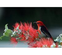 Red Flower and Red-Headed Bird - 1000-Piece Paper Puzzle - Puzzle Gifts for Parents, 26 x 38 cm