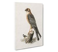 Red-footed Falcon by Von Wright Canvas Print | Gallery Wrapped 30mm Frame Wall Art | 30x20 inches | Ready to Hang | Contemporary Animals Picture | Living Room Bedroom Lounge Office