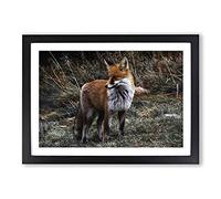 Red Fox (4) Framed Print | A2 Black Framed Wall Art | Ready to Hang | Modern Animal Picture | Living Room Bedroom Lounge Office