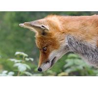 Red Fox-8000-Piece Puzzle Game for Adults, Family Education, Intellectual Development, Stress Relief 14 years+