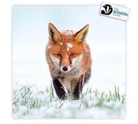 Red Fox Christmas Cards 8 Card Pk Charity The Wildlife Trusts